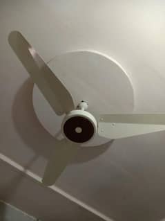 fans