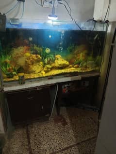 fish