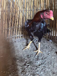 Different Aseels Murg
