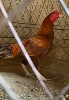 Different Aseels Murg