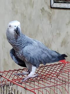 gray parrot hand tame  male