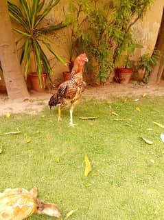 Aseel