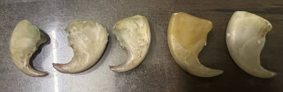 Lion claws