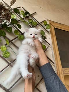Persian