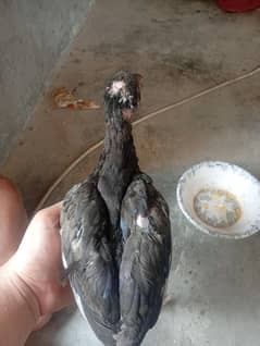 pure black aseel thai