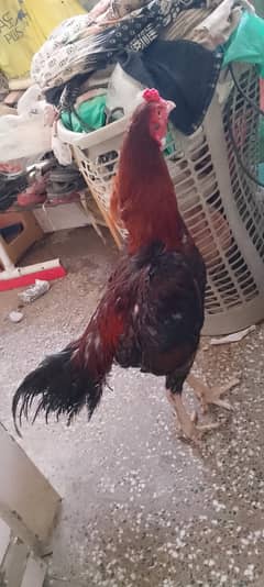 Aseel Rooster