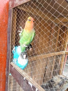 full active bird for sale