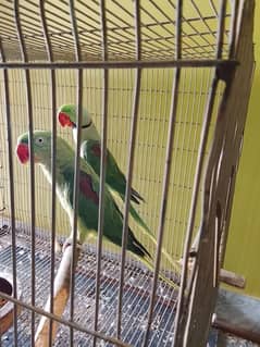 Kashmir raw breeder pair forsale