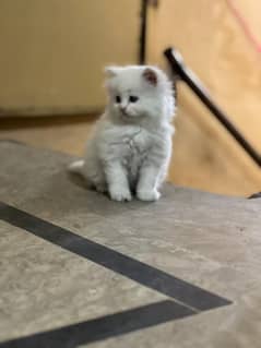 persian
