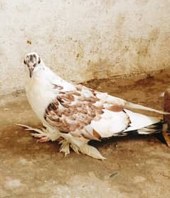 fancy pigeon's