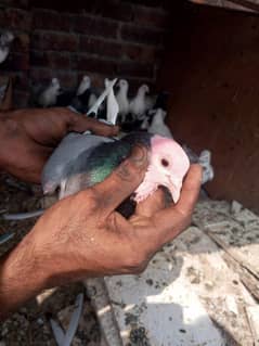 Breeder