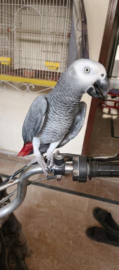 Grey parrot jumbo size