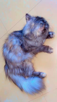 Persian black and grey female cat. Triple coated.
