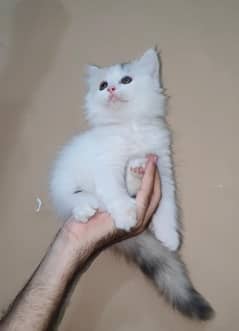 Persian Kittens