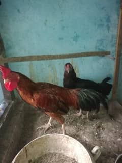 Sussex/Aseel/misri/Aseel