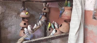 Budgie bird's