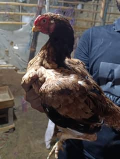 parrot beak cross female