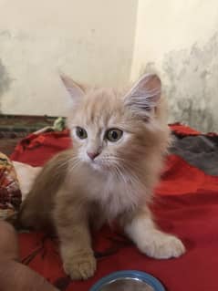 Urgent sale of kittens