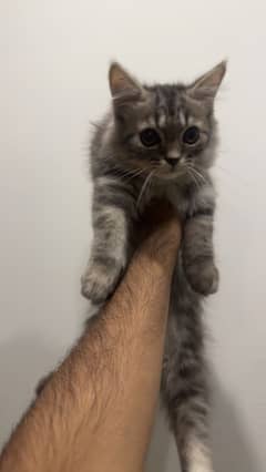 Kitten