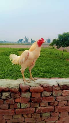 pokya traat supper lucker video available