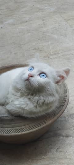 Sell my cat