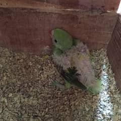 Green Ringneck Chick