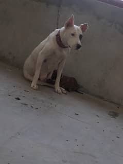 Bully