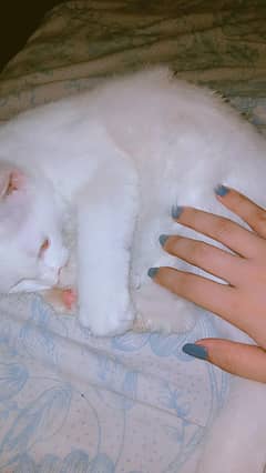 persian