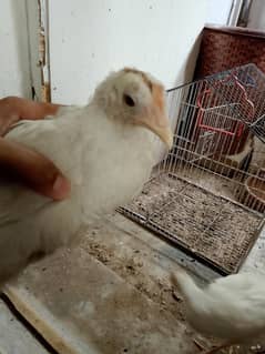 hens