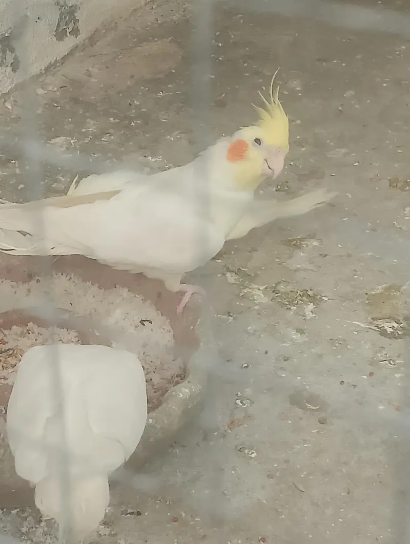 Male or Female  and cheeks available — photo 3
