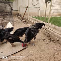 Desi/Golden/Misri egg lying hens