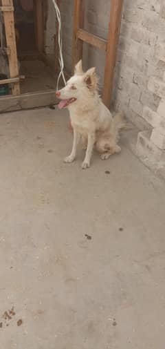 pure pista female pink nose or greey eyes active