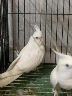 Cocktail parrot breeder and pathay
