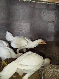 HERA CHICKS