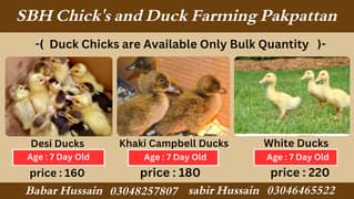 Duck | Ducks chicks | Khaki Campbell Ducks | Desi ducks | white ducks