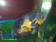 oscer fish