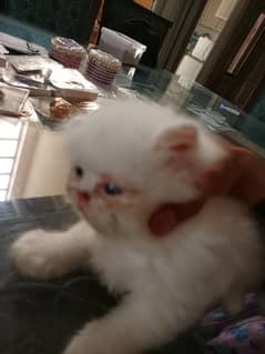 Persian