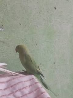parrot