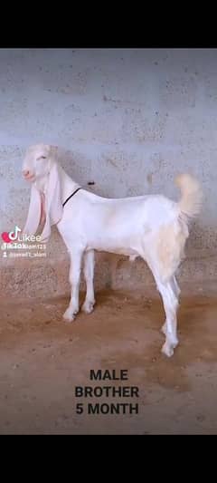 GULABI BAKRA BAKRI