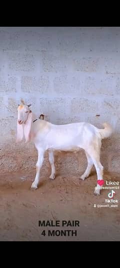 GULABI