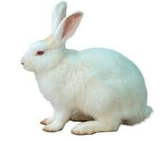 new zealand rabbit breeder pair