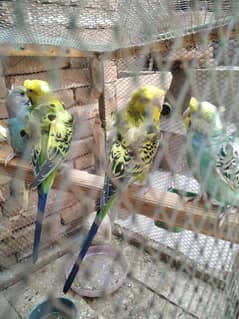 budgies hogoromo and crested for sale