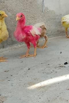 chicks Chozay healthy active achy weight me
