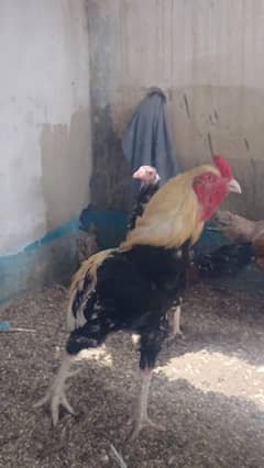 breeder