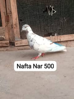pigeon03353817224