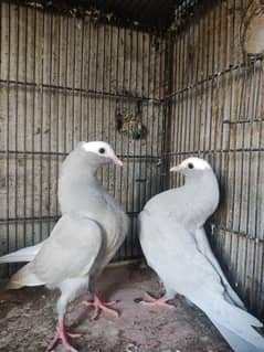 Silver and brown mukhi