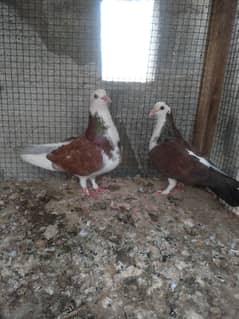 pigeons for sale