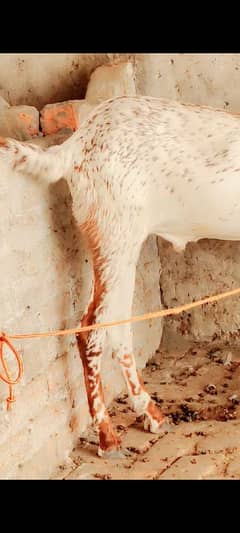 bakra