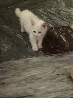 Adorable White Persian Kitten for Sale – Healthy & Playful