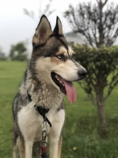 Siberian Husky